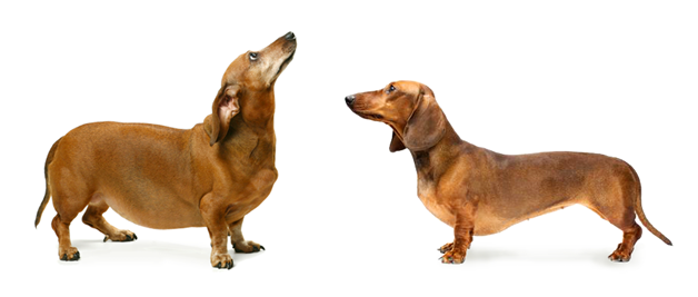 fat_slim_footers fat_slim_footers